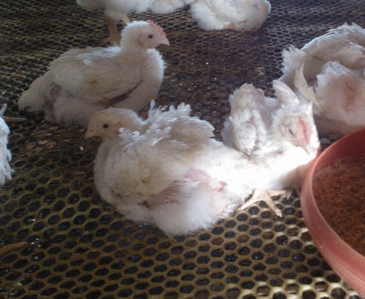 �A���ί��ټ�θ�׵���Чˎ---�����c��